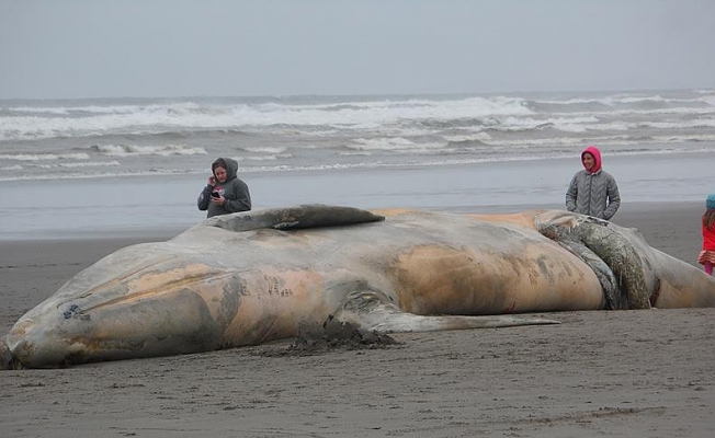 Ölü balinanın midesinden 6 kilo çöp çıktı