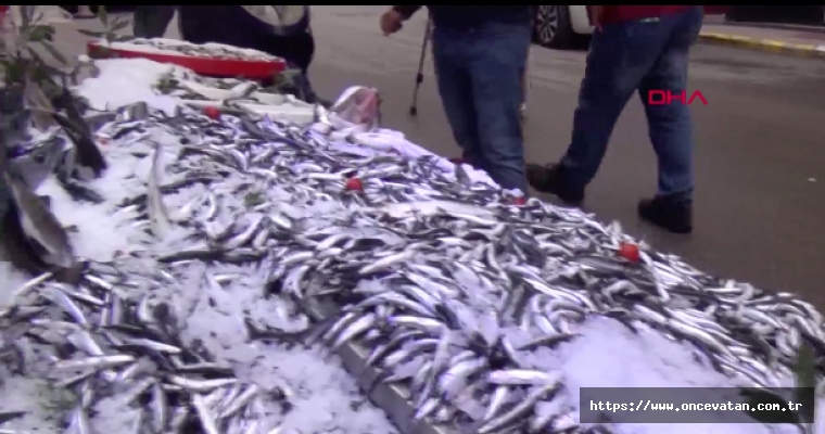 Karadeniz’de balık bolluğu