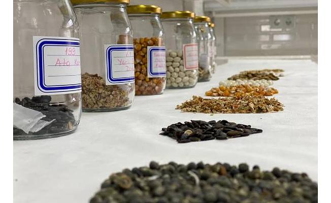 Karadeniz'in ilk tohum bankasında 378 çeşit atalık tohum kaydedildi