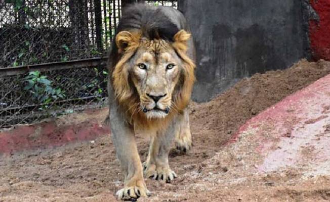 Hindistan'daki hayvanat bahçesinde 8 aslan koronavirüse yakalandı