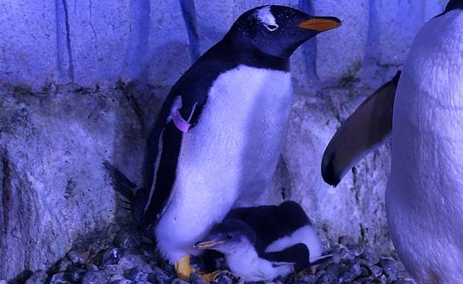 Akvaryum’da 2’nci bebek penguen mucizesi