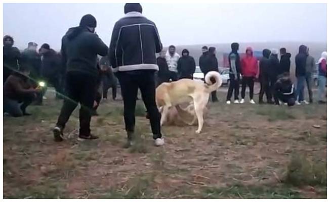 Kırıkkale'de şafakta 'köpek dövüşü' operasyonu