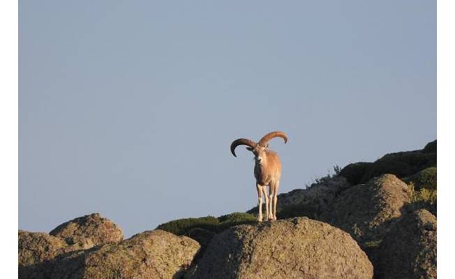 Mahkeme, Konya ve Karaman’da Anadolu yaban koyunu ile keçisi avını durdurdu