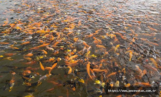 Antalya'da 1 milyon Japon balığı üretildi