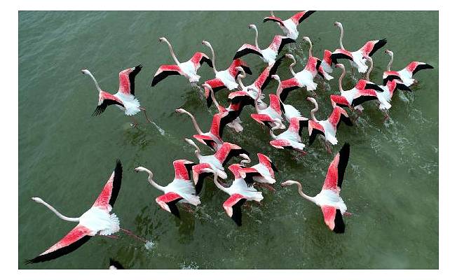 Akyatan Lagünü'nde 12 binden fazla flamingo ve turna sayıldı 