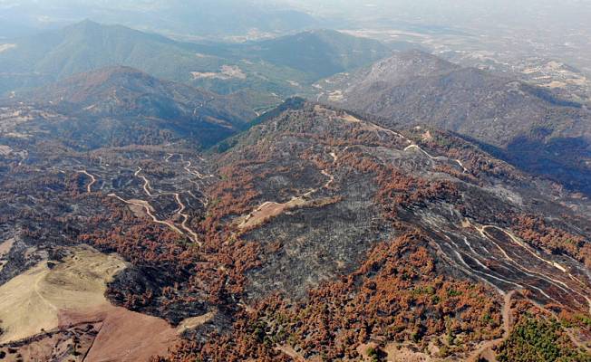 Manisa'da orman yangını sonrası 300 bin fidan toprakla buluşturuldu