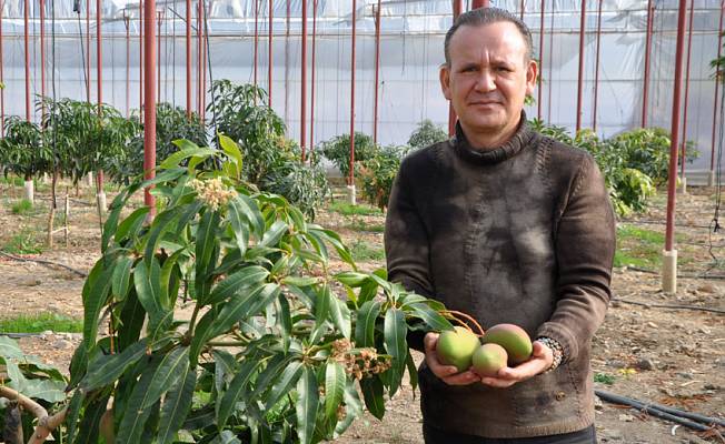 'Meyvelerin kralı' mangonun bahçede tanesi 40 lira