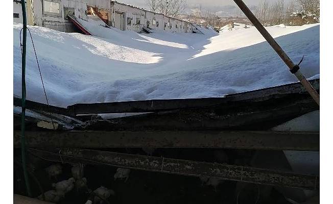 Sakarya'da çiftliğin çatısı çöktü