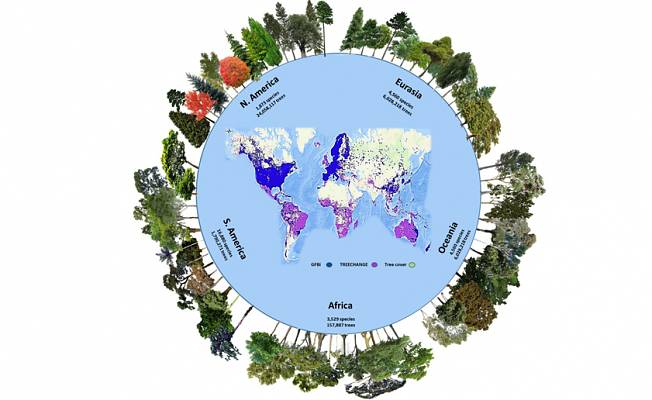 Dünya üzerinde 9,200 çeşit keşfedilmemiş ağaç türü var