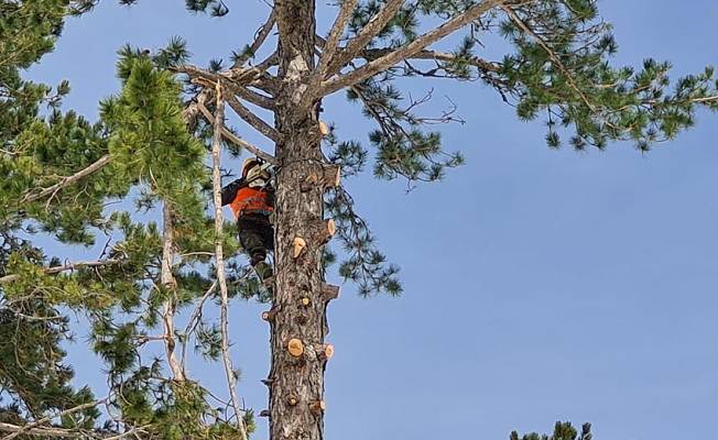 'Sincap adamlar', Kazdağları'ndaki 40 metrelik ağaçları buduyorlar