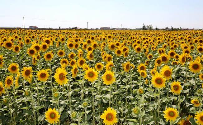 Türkiye’de çerezlik ayçiçeği, en fazla Tuz Gölü Havzası'nda üretildi