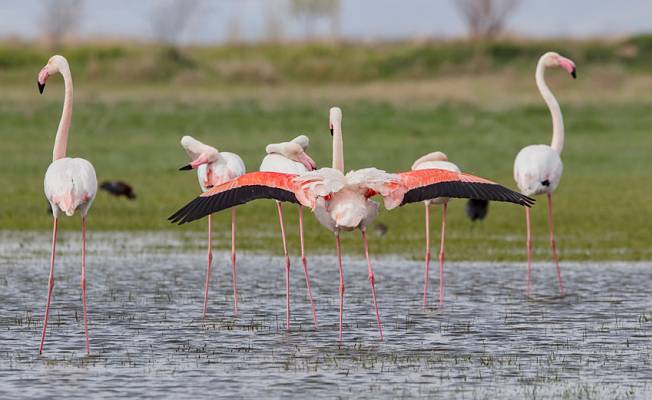 Tuz Gölü'nün misafirleri flamingolar gelmeye başladı
