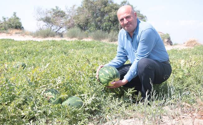 Adana’da ekim alanı azalan karpuzun hasadına sayılı günler kaldı