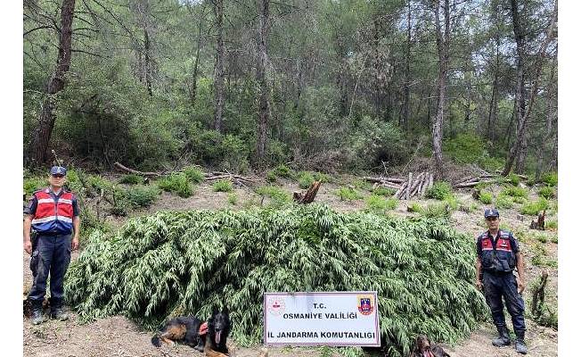 Ormanda ele geçirilen 55 bin kök kenevir imha edildi