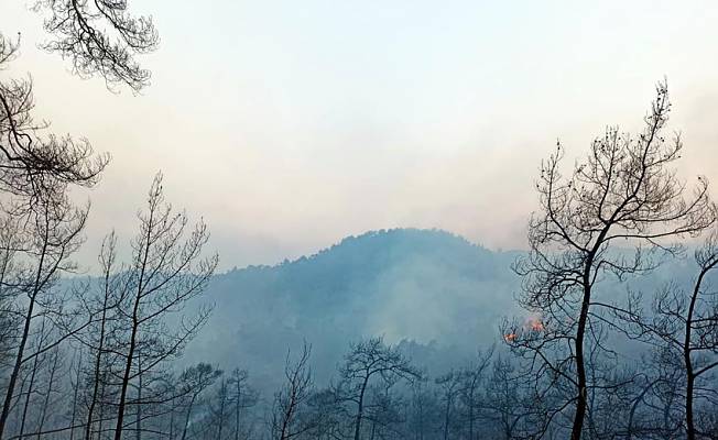 'Resmi koruma alanı ilan edilen bölgenin yüzde 20'si yandı'