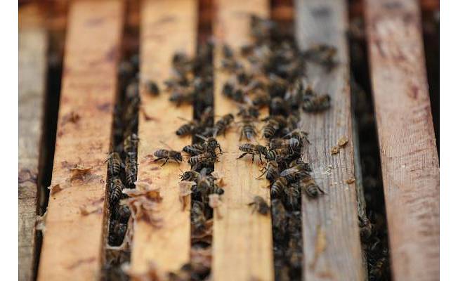 "Arılar yok olmaya başlarsa ana besin zinciri bozulabilir" 