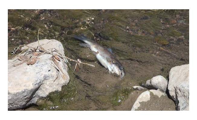 Harşit Çayı'nda toplu balık ölümlerine inceleme