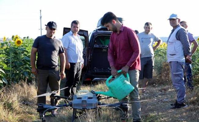 Trakya’da ayçiçek tarlalarını istila eden ‘çayır tırtılı’ ile dronlu mücadele