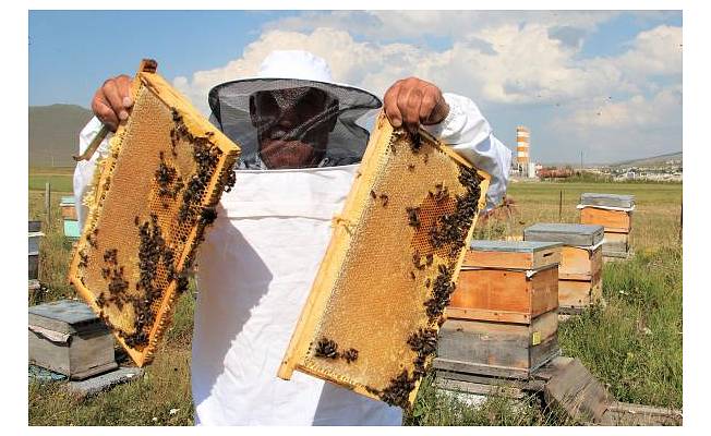 Kafkas arılarının tescilli balında 900 ton üretim beklentisi 