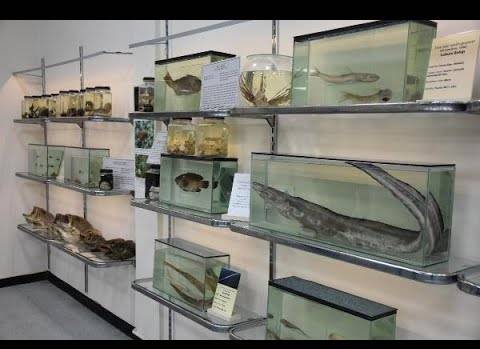 Deniz Canlıları Koleksiyon Merkezi'nde Türkiye'deki tek örnekler sergileniyor