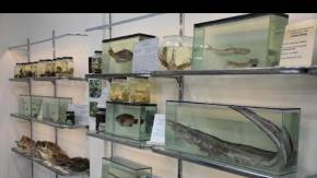 Deniz Canlıları Koleksiyon Merkezi'nde Türkiye'deki tek örnekler sergileniyor